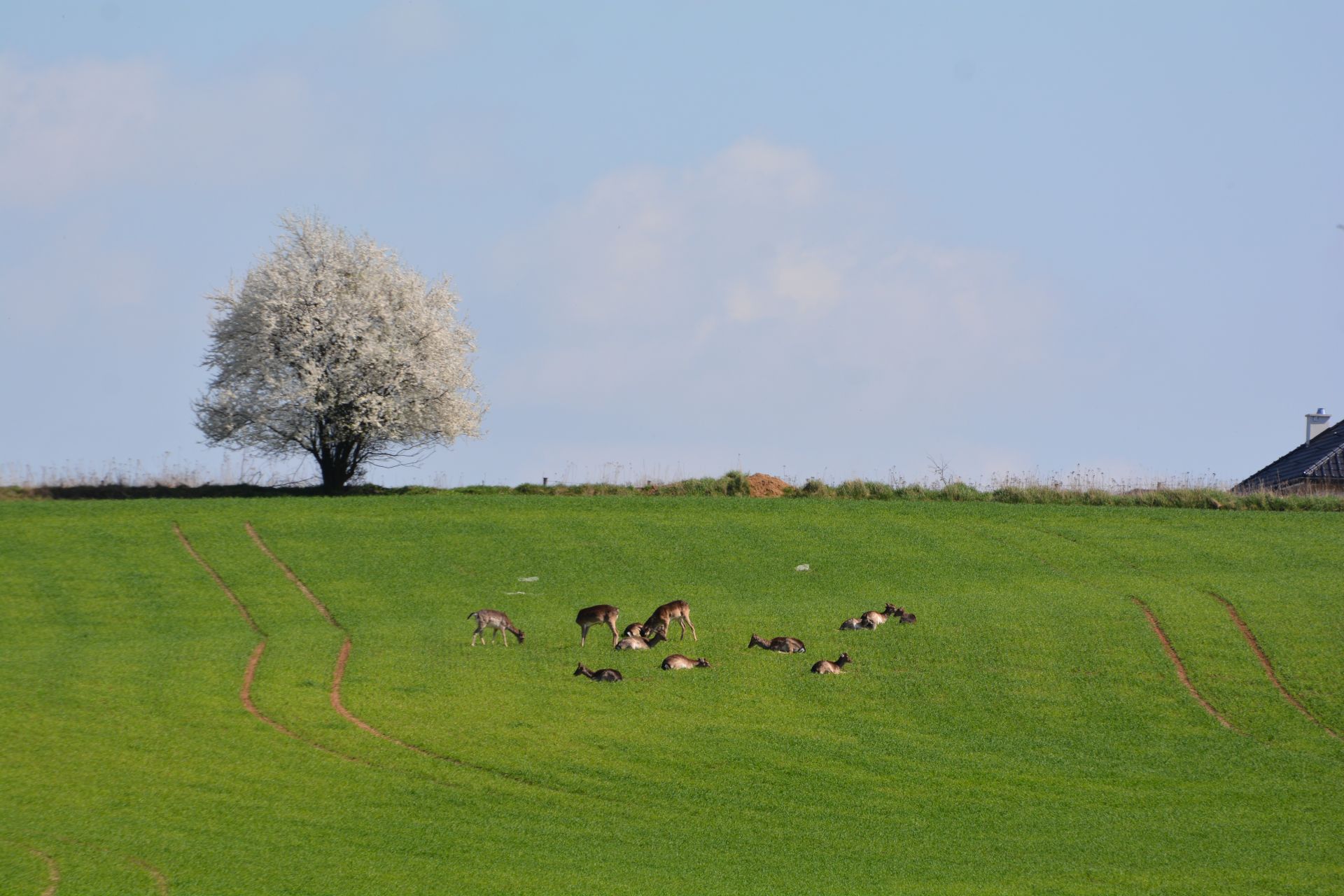 Grudziądz